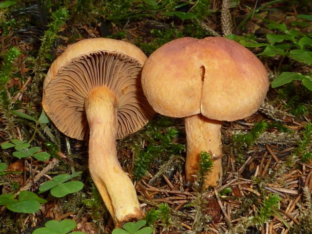 Chroogomphus rutilus, Kupferroter Gelbfuß